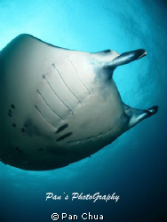 Canon G9 plus Twin Sea n Sea Strobe ... Taken at Bali by Pan Chua 